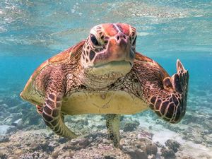 Karya Jawara Comedy Wildlife Photography Awards Bikin Ngakak