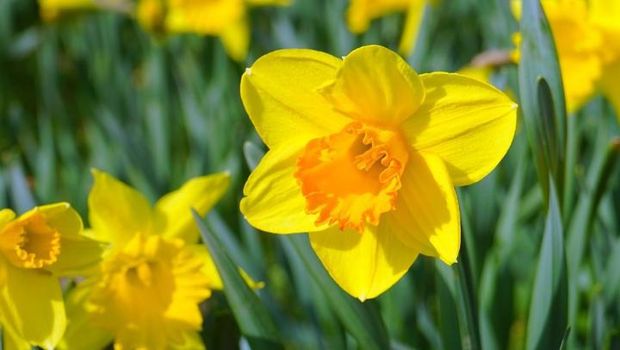 Daffodil