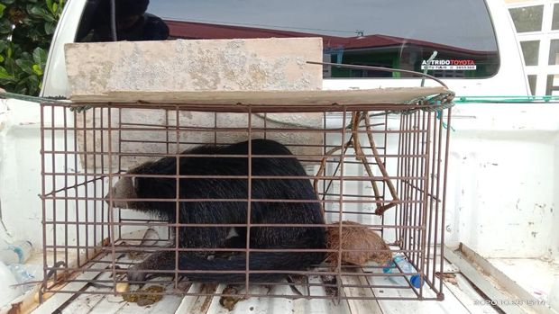 Seekor binturong di Agam, Sumbar, dievakuasi usai masuk ke kebun warga. Binturong ini sempat dikira beruang oleh warga.
