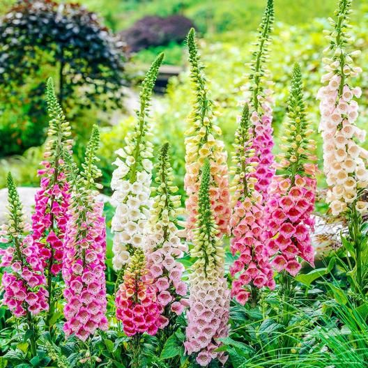 Foxgloves