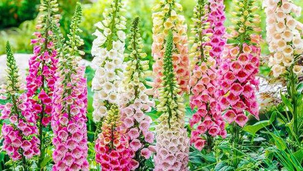 Foxgloves