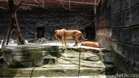 Bandung Zoo atau Kebun Binatang Bandung targetkan 6 ribu kunjungan wisatawan, selama long weekend yang berlangsung selama lima hari ke depan.