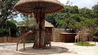 Bandung Zoo atau Kebun Binatang Bandung menyajikan beragam hewan mulai dari jerapah, singa hingga burung.