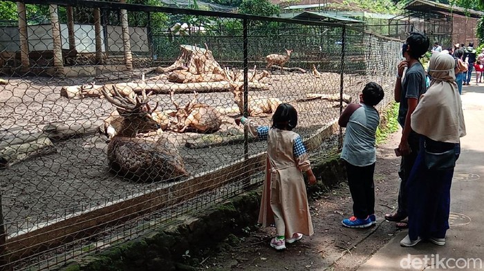 Kebun Bintang Bandung Long weekend, warga memilih berlibur ke Bandung Zoo untuk mengisi waktu libur cuti bersama. Mereka berkunjung dengan tetap menerapkan protokol kesehatan.