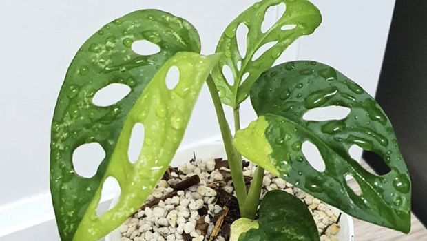 Monstera adansonii variegata Monstera adansonii variegata