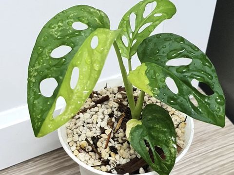 Monstera adansonii variegata