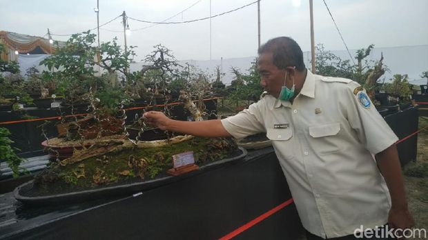 Pameran Bonsai di Lamongan