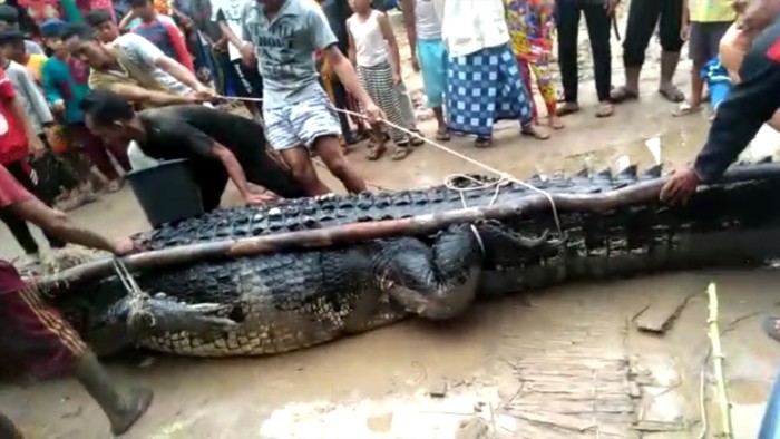 Penampakan Buaya Raksasa di Bangka Belitung