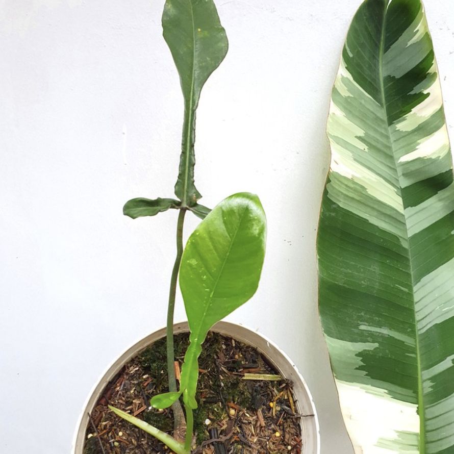 Philodendron joepii