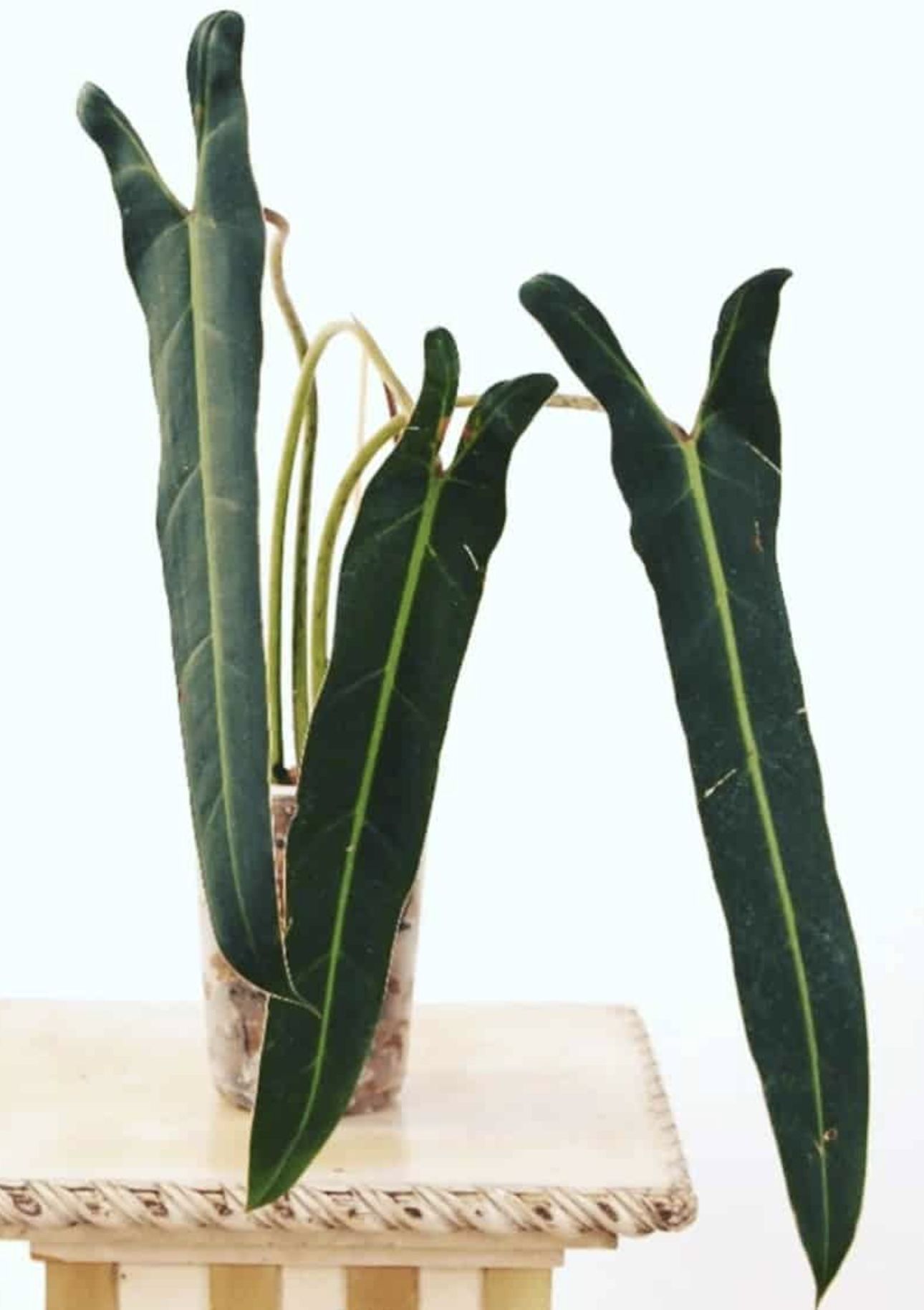 Philodendron Spiritus sancti Philodendron Spiritus sancti