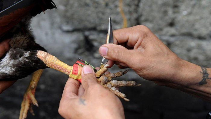 Polisi Filipina terbunuh oleh ayam aduan, nasib buruk yang tak dapat dijelaskan