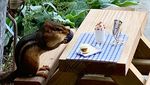Foto: Restoran Mini Khusus untuk Tupai
