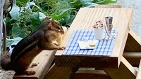 Seekor tupai dengan cepat memakan semua kenari yang diletakan Angela dan kembali lagi keesokan harinya. (Angela Hansberger/Facebook)