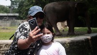 Pengunjung berfoto di kandang gajah.