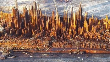 Seperti sebuah kota ya? Namun itu hanya patahan pohon. Foto: Brightside