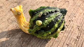 Siput jenis apa ini lucu? Eits itu cuma labu. Foto: Brightside