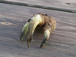 Hati-hati Terkecoh, Lihat Dua Kali Gambar Ini Biar Lebih Jelas