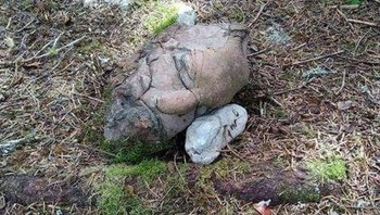 Coba diliat lagi, wajah atau batu? Foto: Brightside