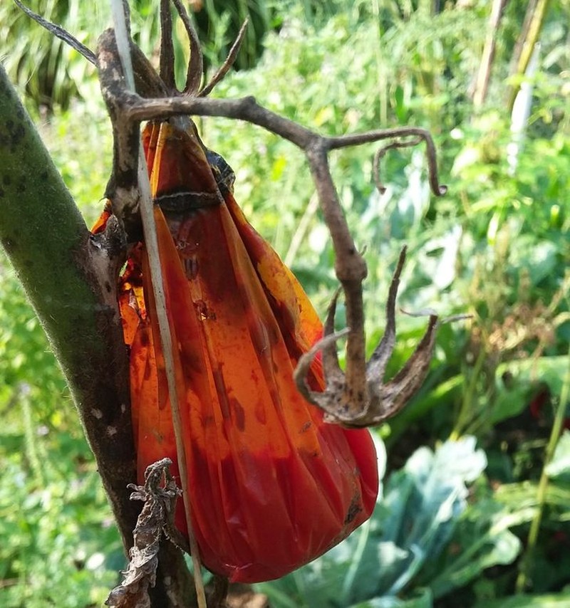 Gambar pengecoh mata