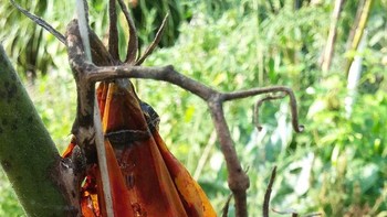 Menyangka itu adalah kantong sampah? Sayangnya keliru hanya tomat busuk saja/ Foto: Brightside