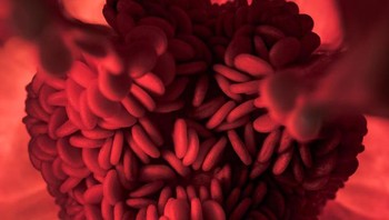 Pasukan sel darah merah? Bukan ini adalah biji paprika. Foto: Brightside