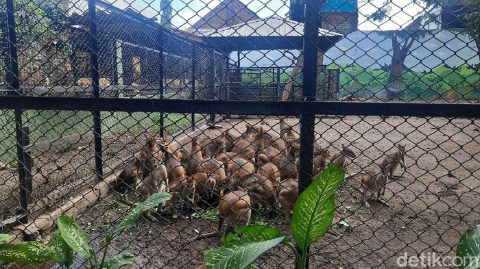 Kebun Binatang Surabaya (KBS)