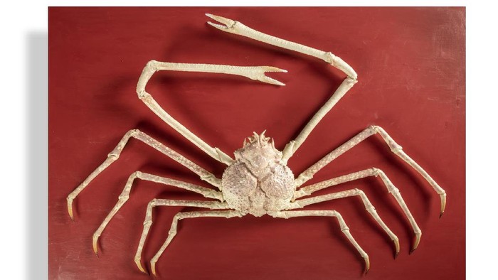 Kepiting Laba-laba Jepang Langka Ini Harganya Ditaksir Rp 227 Juta