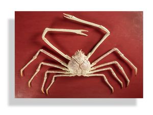 5 Kepiting Termahal di Dunia, Seekor Saja Bisa Lunasi Cicilan Rumah