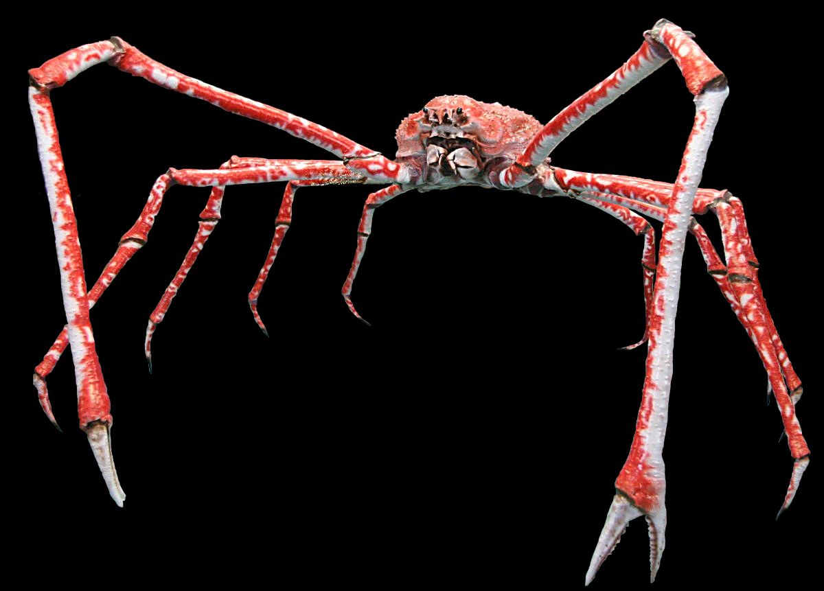 Kepiting Laba-laba Jepang Langka Ini Harganya Ditaksir Rp 227 Juta