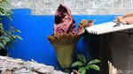 Lagi, Bunga Bangkai Suweg Tumbuh di Halaman Rumah Warga Bandung