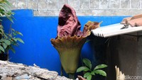 Uniknya, tanaman yang sering dikenal dengan nama Suweg ini sengaja ditanam oleh Sobari. Benih yang ditanamnya, ia datangkan dari kampung halamannya Banjarnegara, Jawa Tengah. Sejak tahun 2007 dirinya sudah menanam tanaman tersebut.