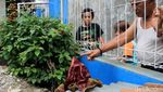 Lagi, Bunga Bangkai Suweg Tumbuh di Halaman Rumah Warga Bandung
