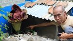 Lagi, Bunga Bangkai Suweg Tumbuh di Halaman Rumah Warga Bandung