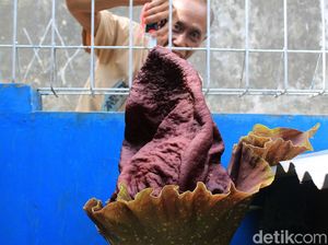 Lagi, Bunga Bangkai Suweg Tumbuh di Halaman Rumah Warga Bandung