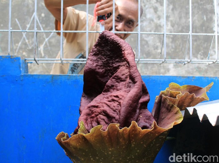 Lagi, Bunga Bangkai 'Suweg' Tumbuh di Halaman Rumah Warga Bandung Bunga bangkai kembali tumbuh di halaman rumah salah satu warga di Dayeuhkolot, Kabupaten Bandung. Ini jadi kali ketiga halaman rumahnya ditumbuhi bunga bangkai.