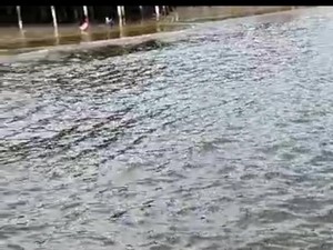 Pantai di Balikpapan Diduga Tercemar Cairan Berbau Solar, Ikan-ikan Kecil Mati