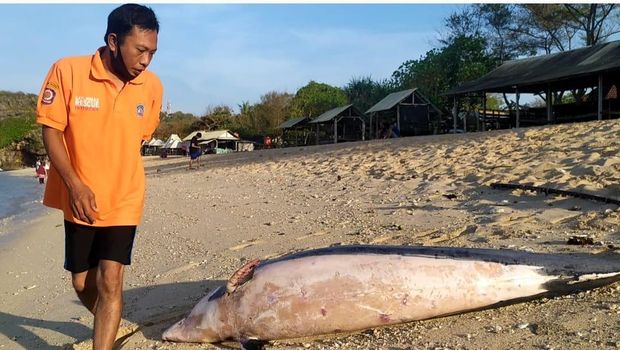 Sekretaris SAR Linmas Wilayah II Kabupaten Gunungkidul Surisdiyanto saat menunjukkan seekor lumba-lumba yang ditemukan mati, Kamis (29/10/2020).