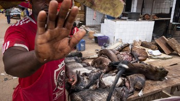 Jawara di kategori Storyboard diriah olej Brent Stirton yang menampilkan perdagangan ilegal tringgiling. Foto: Siena International Photo Awards
