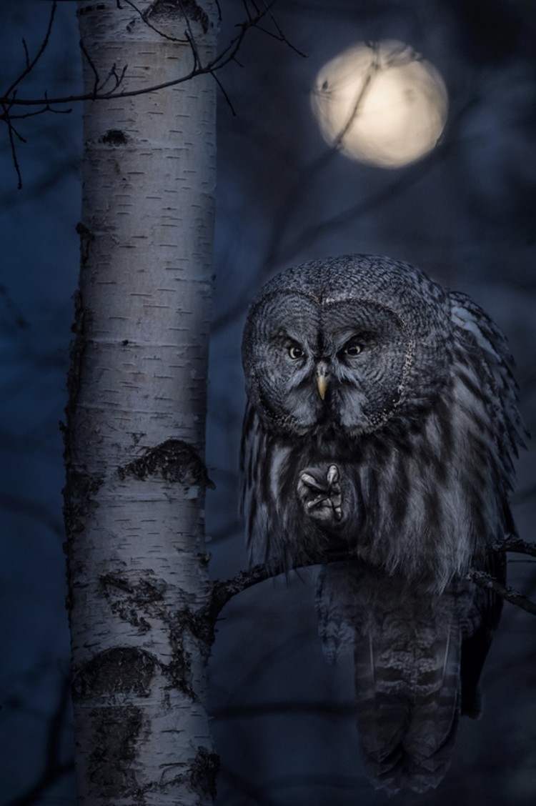 Siena International Photo Awards 2020 Siena International Photo Awards 2020