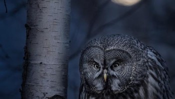 Jawara kategori Animal in Their Environment diriah Jonas Classon yang menampilkan Great Grey Owl beberapa detik sebelum menyerang tikos di bawah bulan purnama. Foto: Siena International Photo Awards