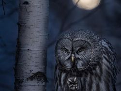 Karya Jawara Siena Internasional Photo Awards 2020 Bikin Terperangah