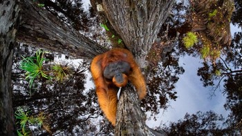 Runner-up kategori Animal in Their Environment diriah oleh Orangutan jentan dewasa. Foto: Siena International Photo Awards