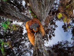Karya Jawara Siena Internasional Photo Awards 2020 Bikin Terperangah