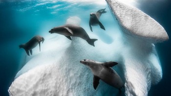 Photo of The Year diraih Greg Lecoeur. Foto: Siena International Photo Awards