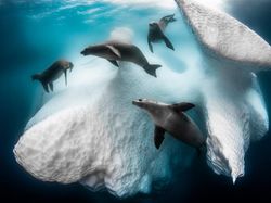 Karya Jawara Siena Internasional Photo Awards 2020 Bikin Terperangah