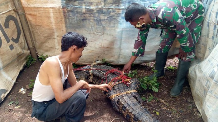 Warga Bogor tangkap buaya berukuran 3 meter.