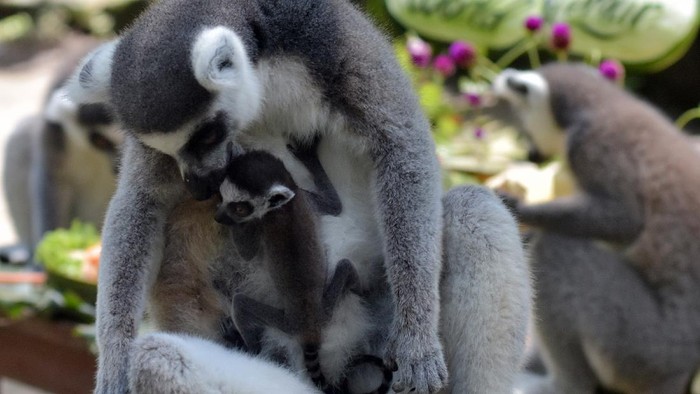 Bali Zoo berhasil mengembangbiakkan 8 ekor dari lima induk Lemur dalam rentang waktu tiga tahun. Seperti apa potret para lemur di kebun binatang itu? Lihat yuk.