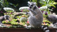 Seperti diketahui, lemur merupakan satwa endemik Madagaskar. Guna memperingati Hari Lemur Sedunia, Bali zoo pun menyiapkan prasmanan buah di area kebun binatang tersebut. AP Photo/Firdia Lisnawati.