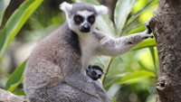 Kehadiran lemur di Bali Zoo tak hanya diharapkan dapat melestarikan keberadaan satwa tersebut tetapi juga sekaligus sebagai daya tarik pariwisata. AP Photo/Firdia Lisnawati.