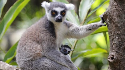Yang Lucu dan Imut di Hari Lemur Sedunia